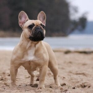French Bulldogs