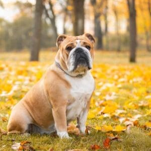 English Bulldogs