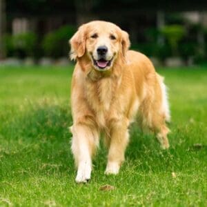Golden Retrievers