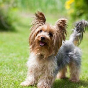 Yorkshire Terriers