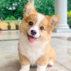 Corgi
