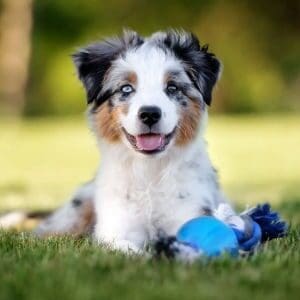 Miniature Australian Shepherd