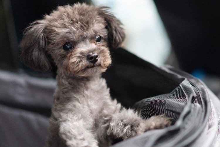 What To Remember When Bathroom And Crate Training Your Pup Puppygram