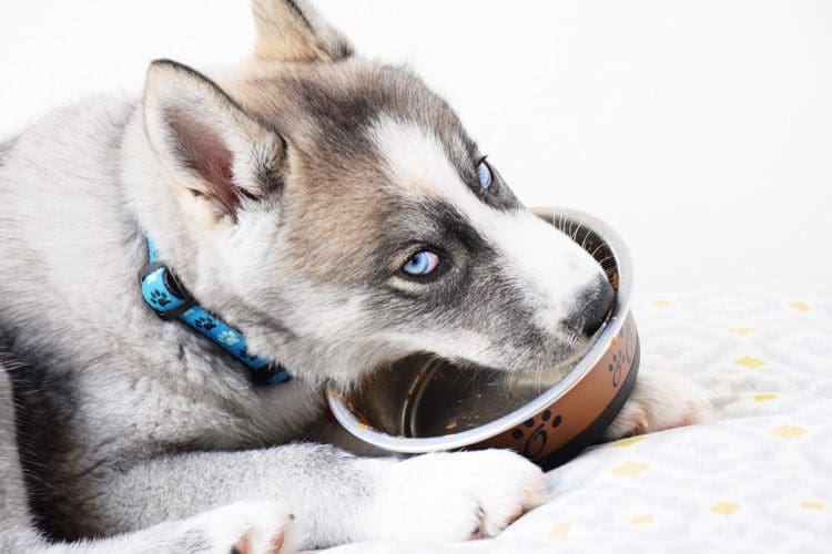 Our Guide To The Best Diet For Your Puppy Puppygram