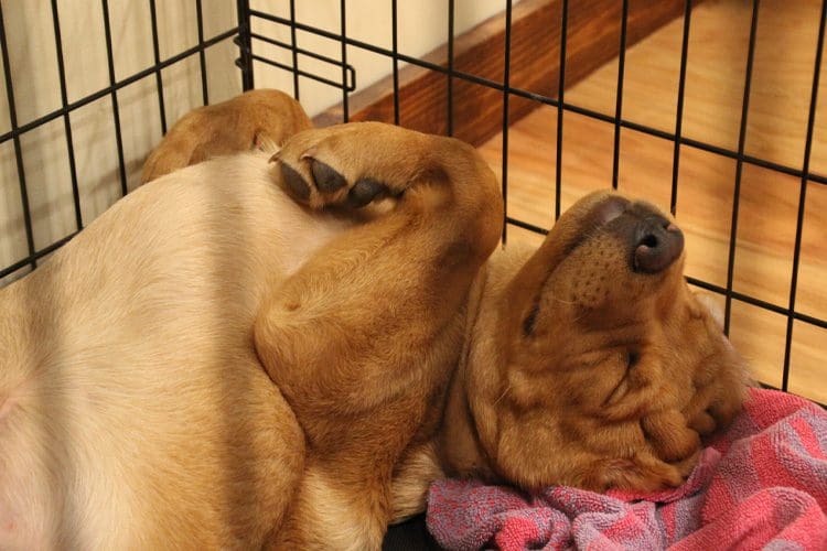 Everything You Need To Know About Puppy Crate Training Puppygram
