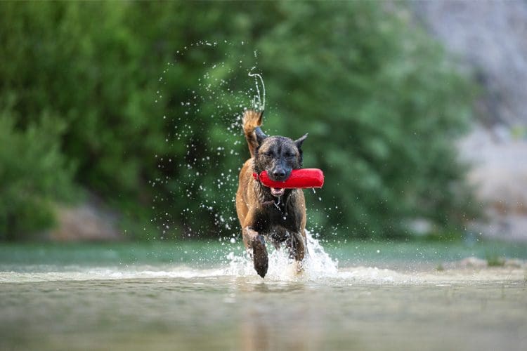 Main Puppy Growth Stages To Consider When Purchasing A Dog Puppygram