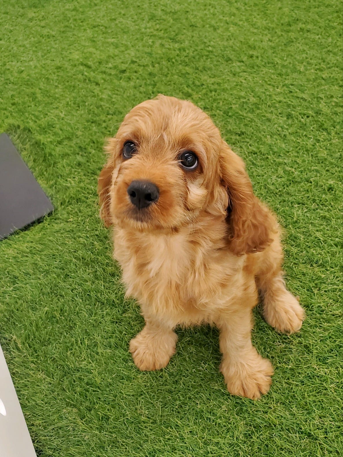Milo Image #2