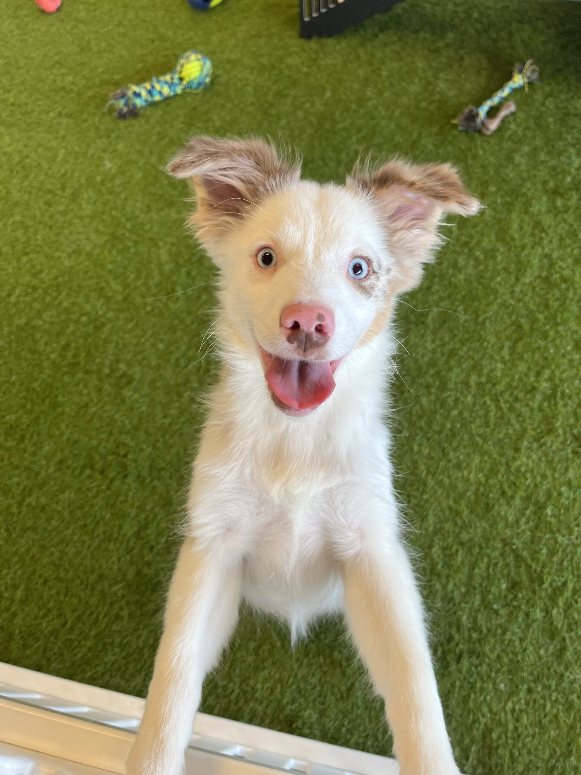 Nala Image #11