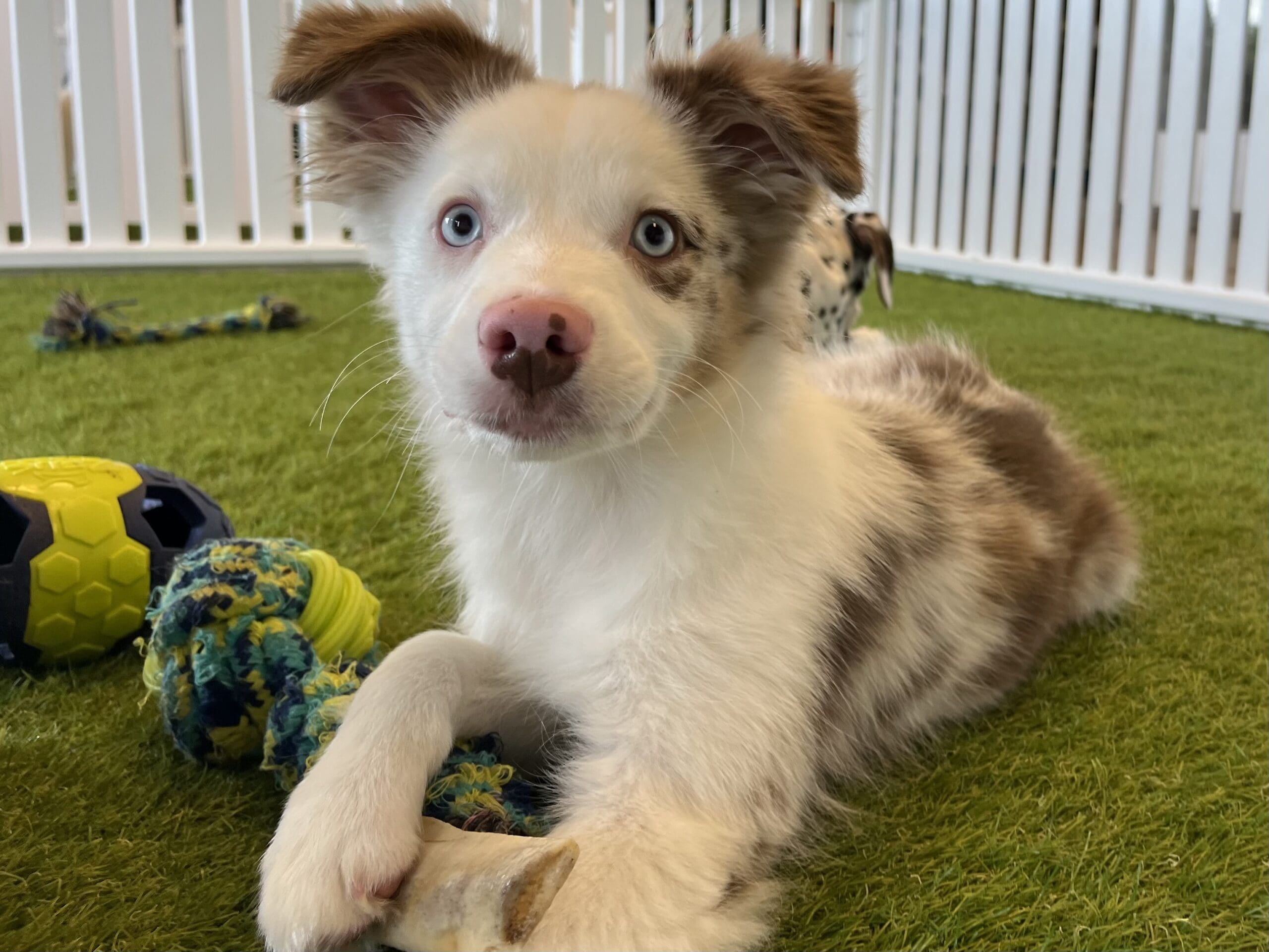 Nala Image #5