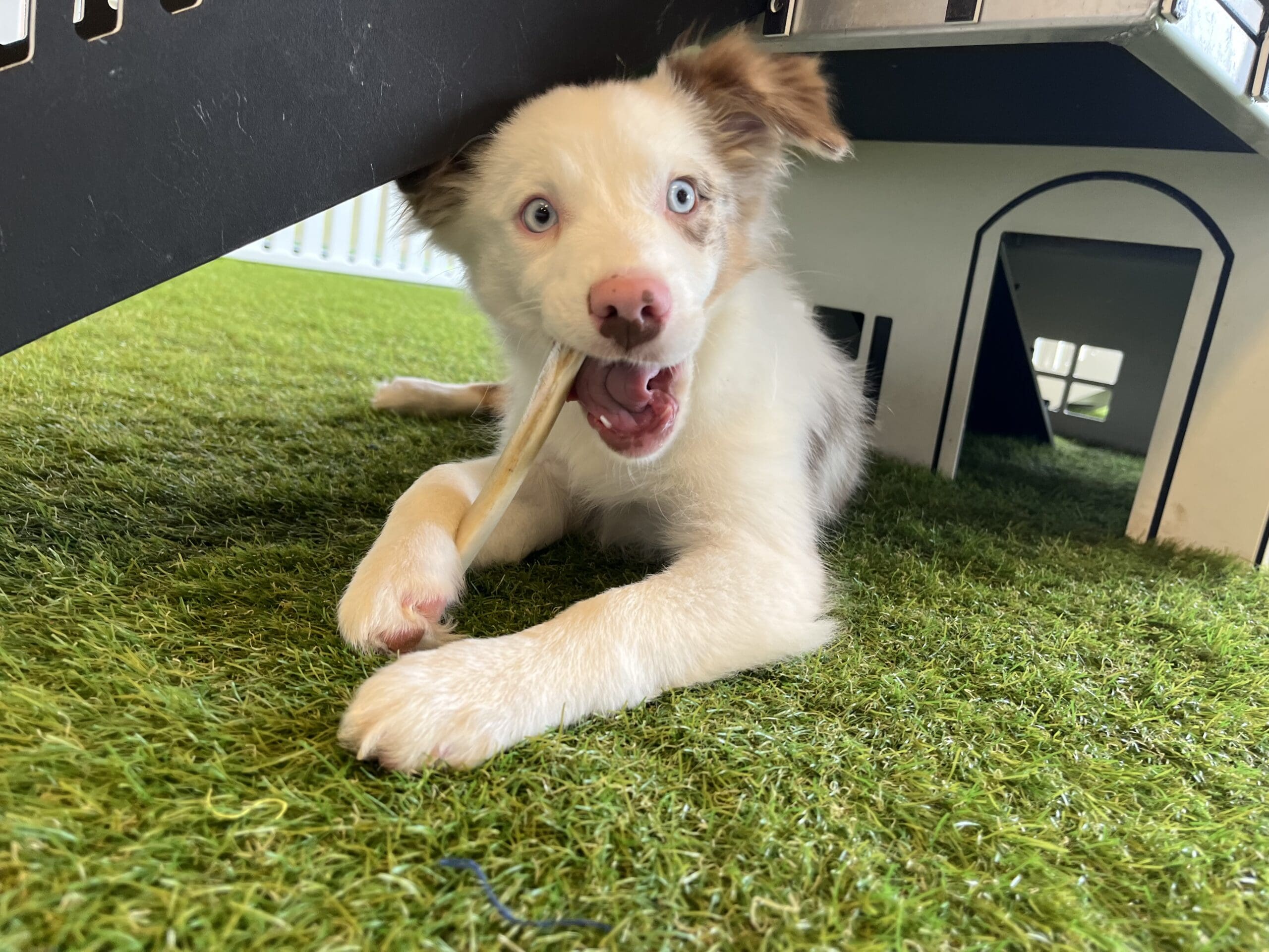 Nala Image #4