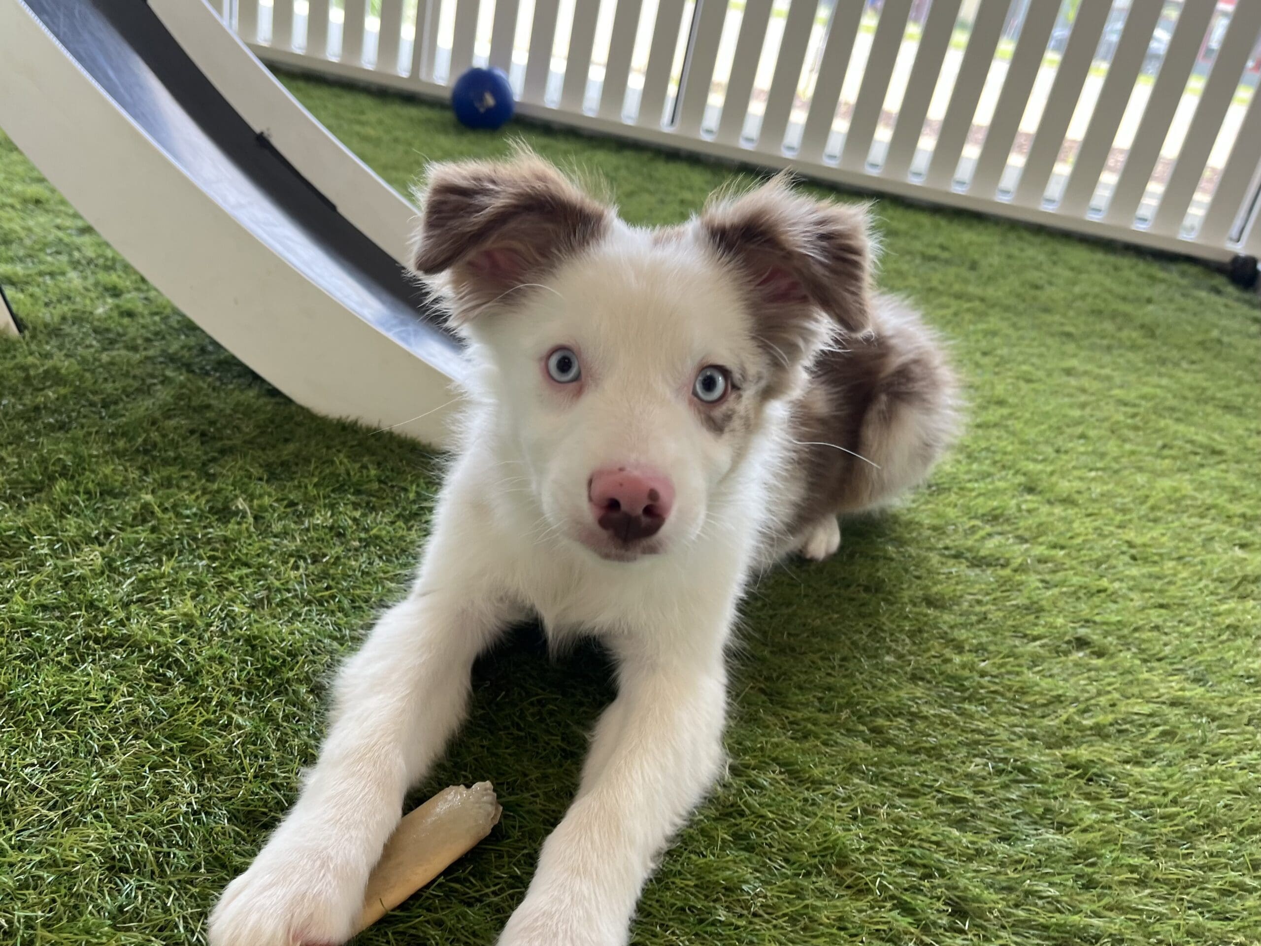 Nala Image #3