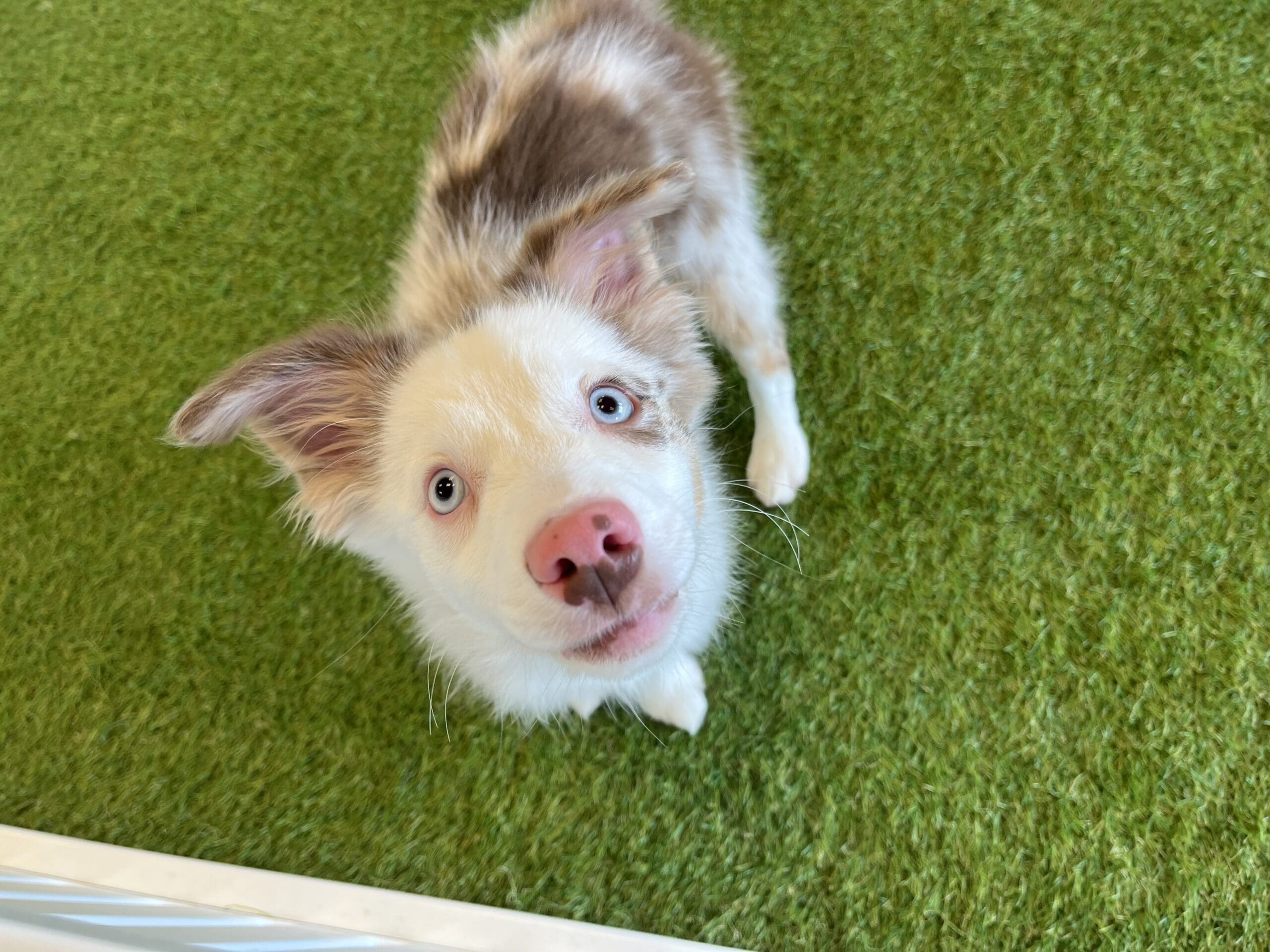 Nala Image #6