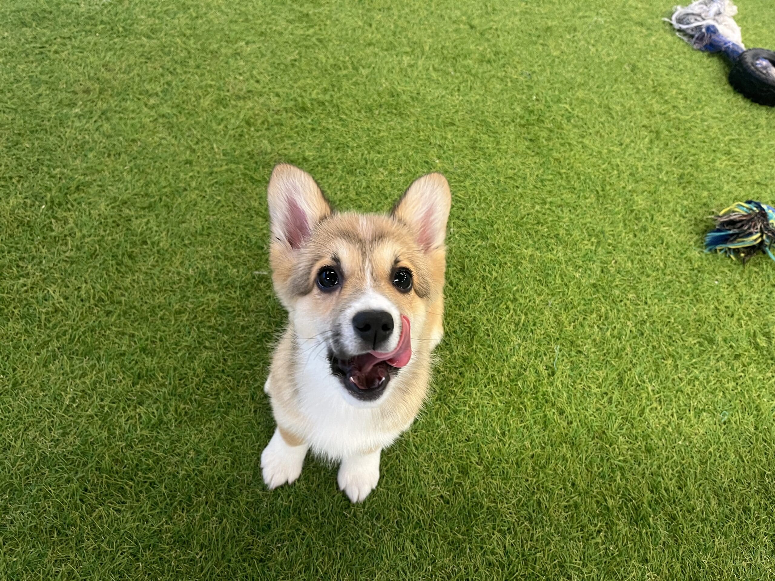 Peaches Image #3