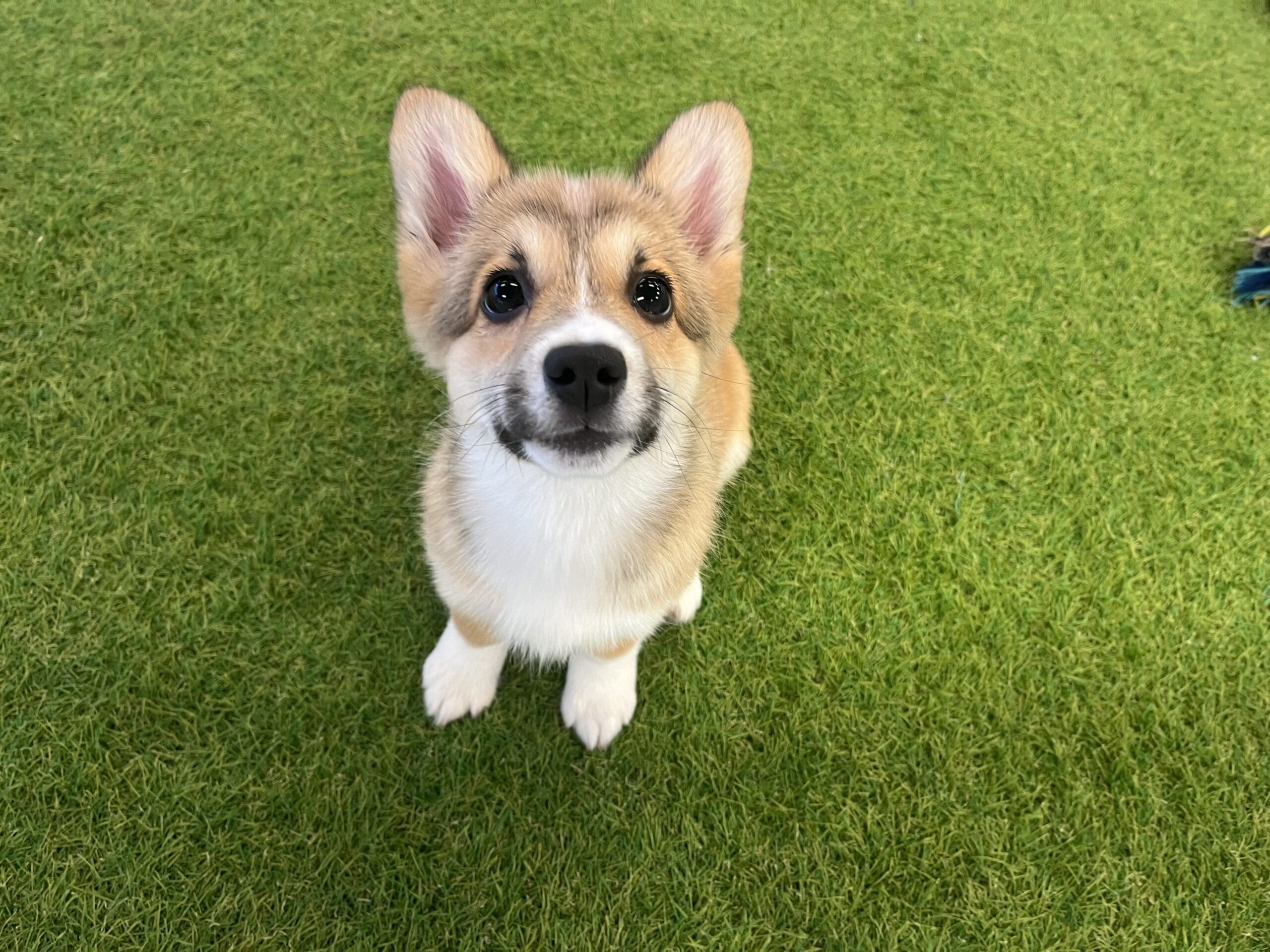 Peaches Image #8