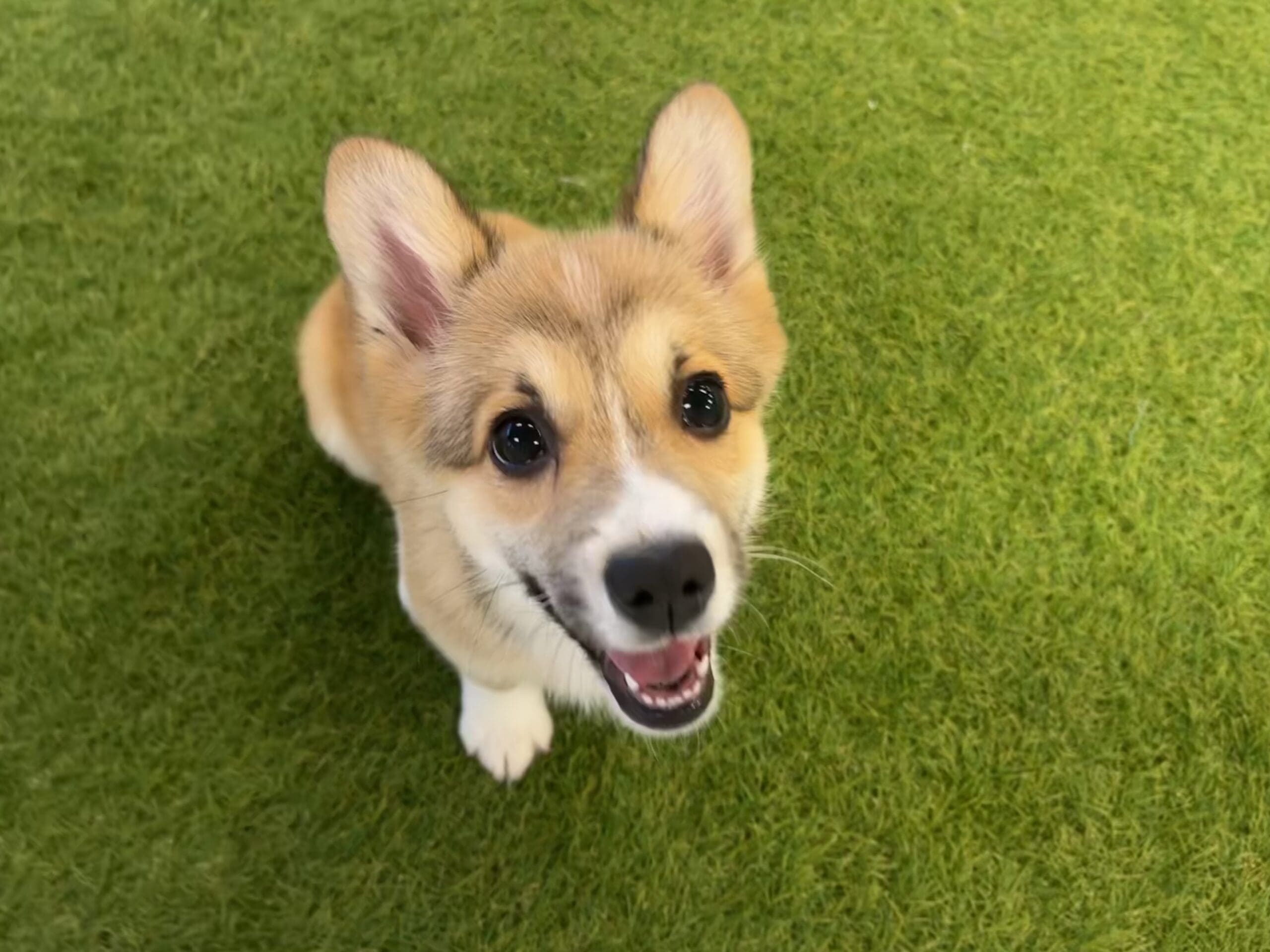 Peaches Image #6