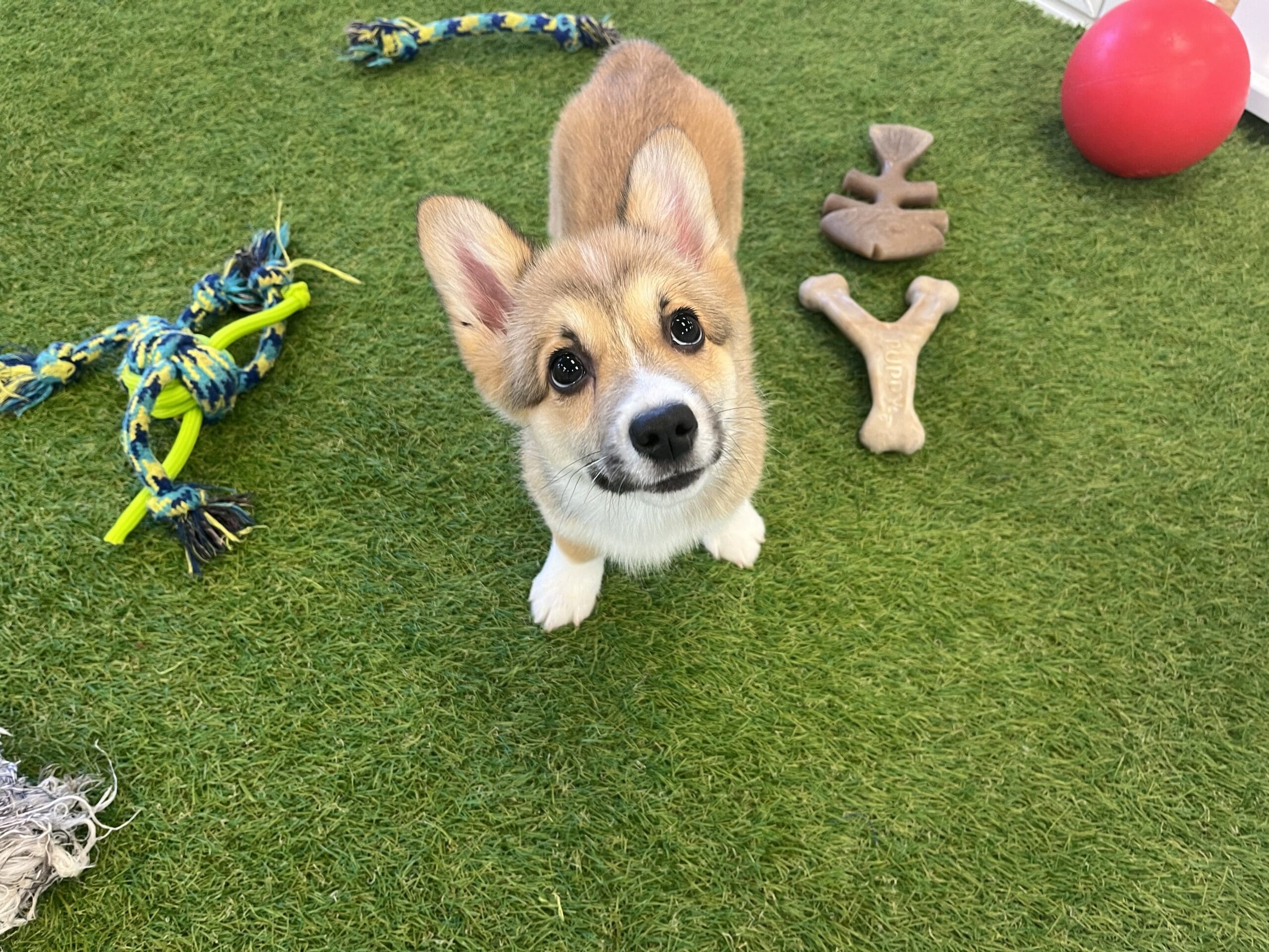 Peaches Image #2