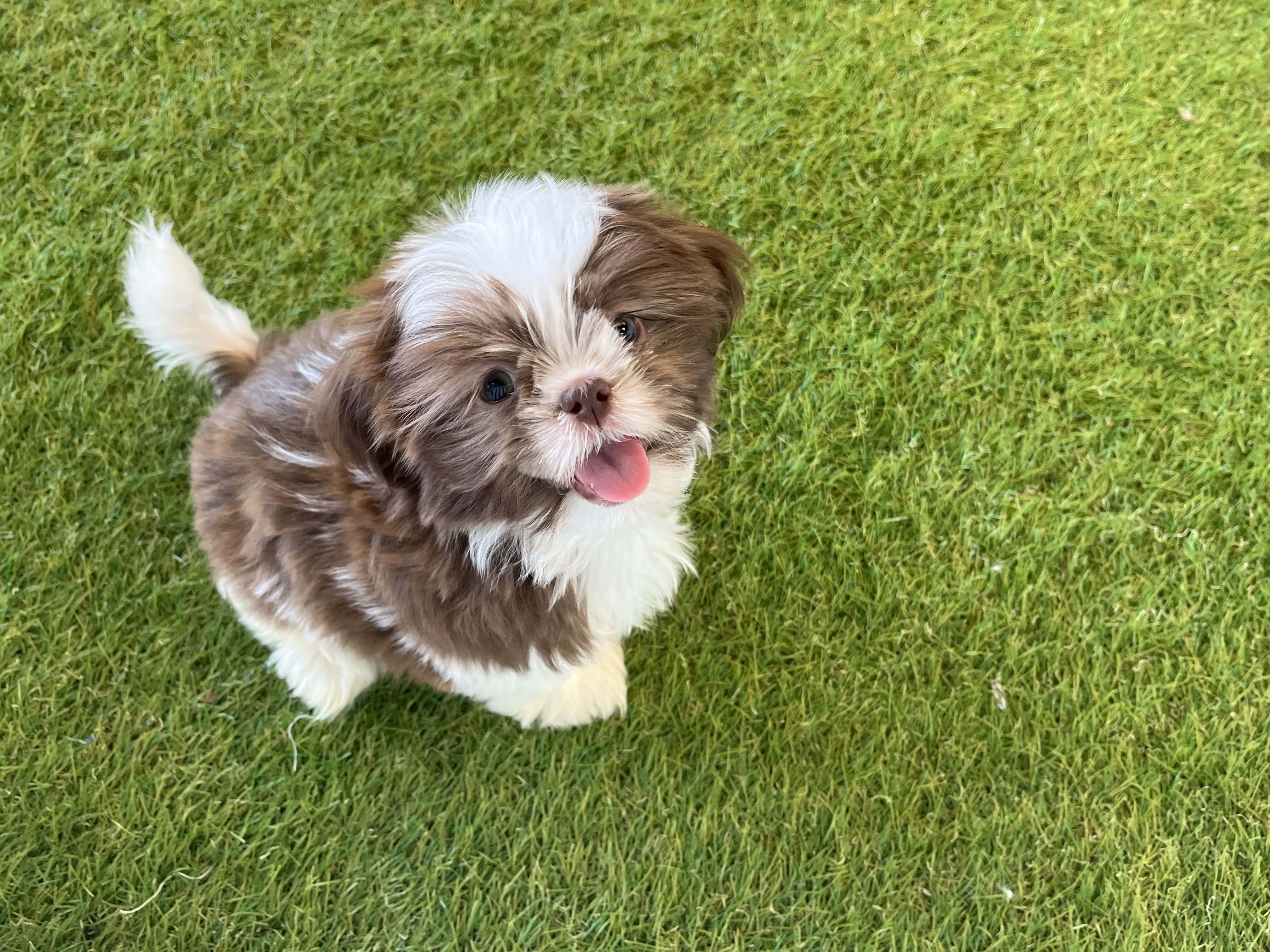[#231744-04] - Liver / White F Shih Tzu Puppies For Sale