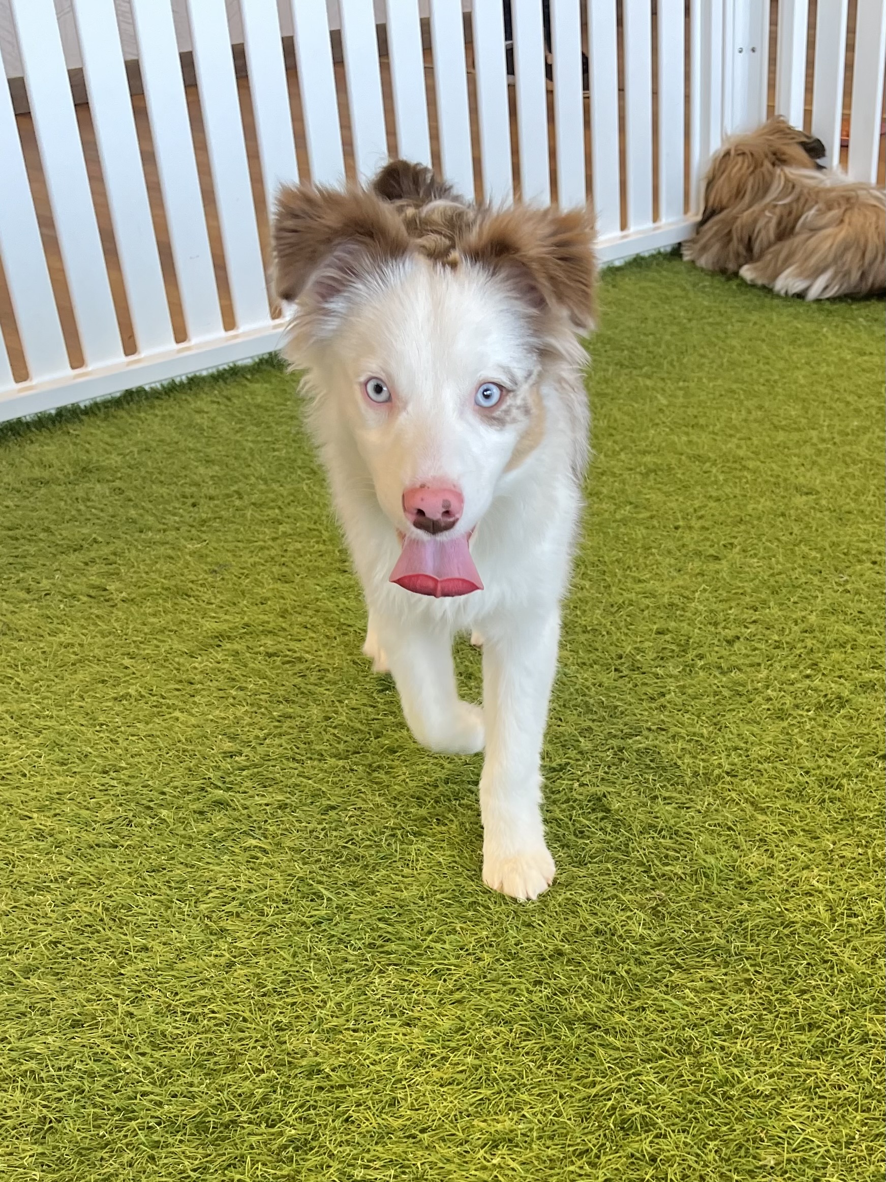 Nala Image #15