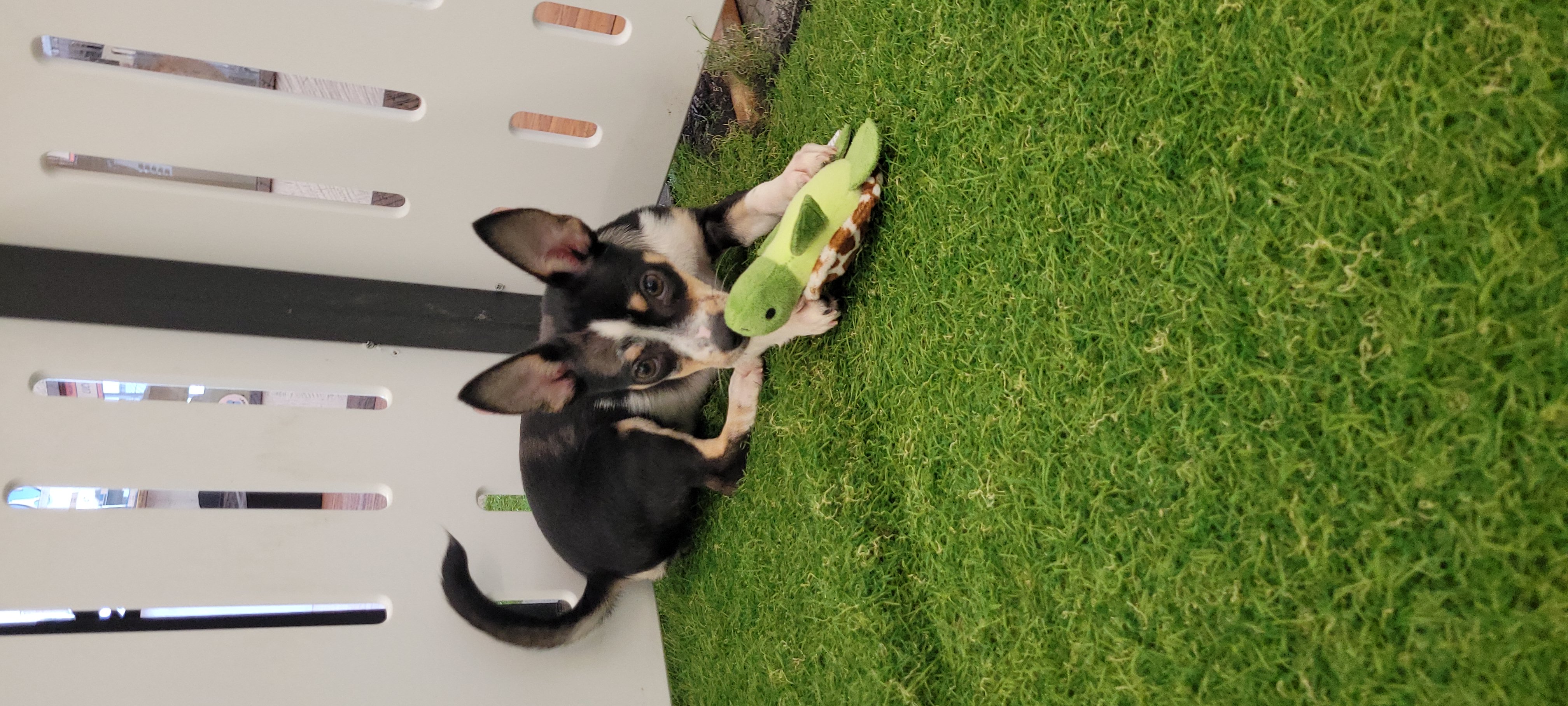 Gus Image #2