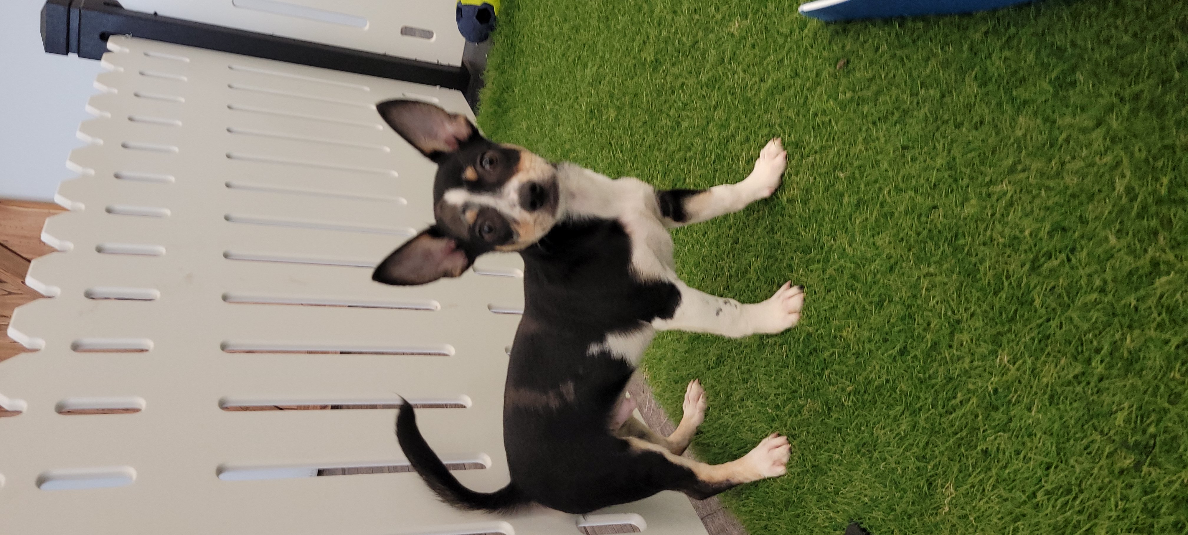 Gus Image #3