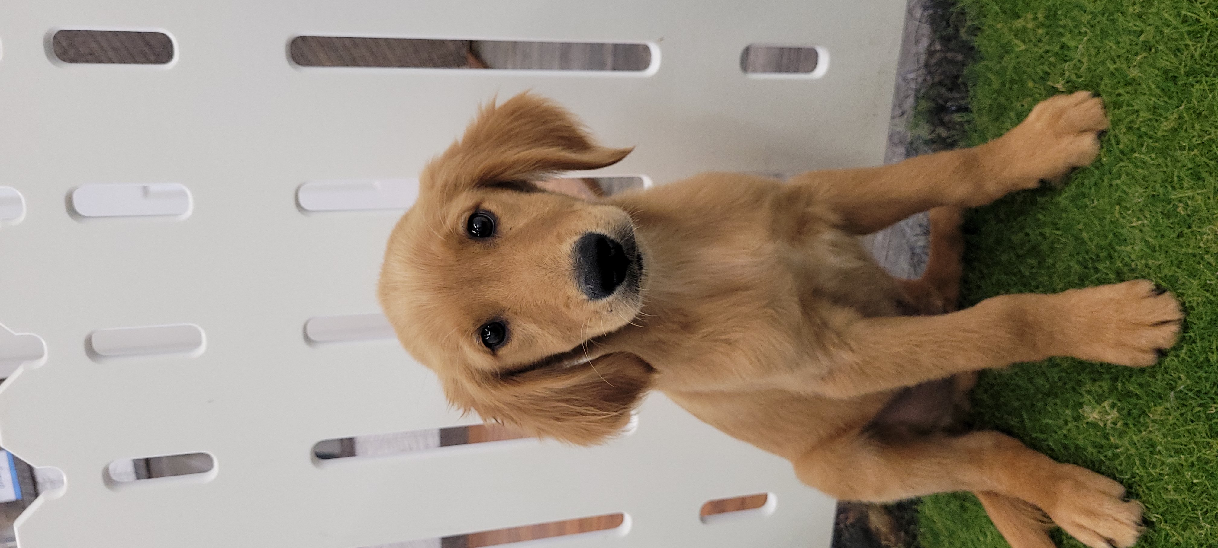 Toby Image #2