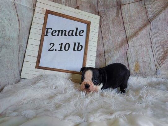 [#23418-05] - Black / White F Boston Terrier Puppies For Sale
