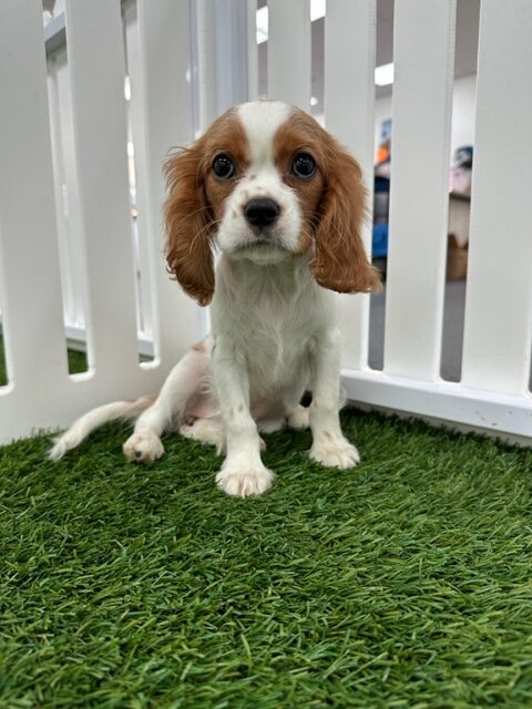 Bella Image #3