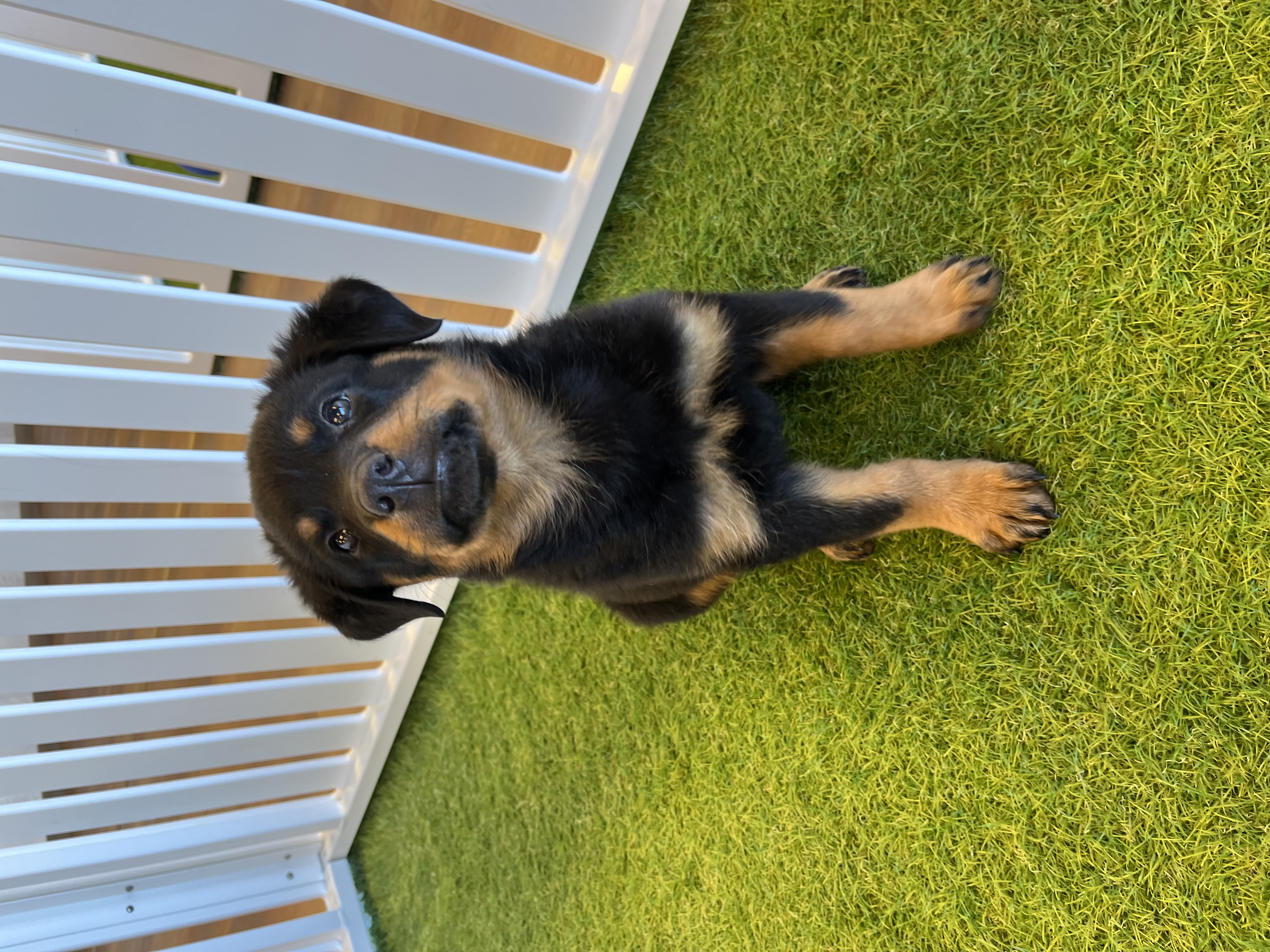 Xena Image #2