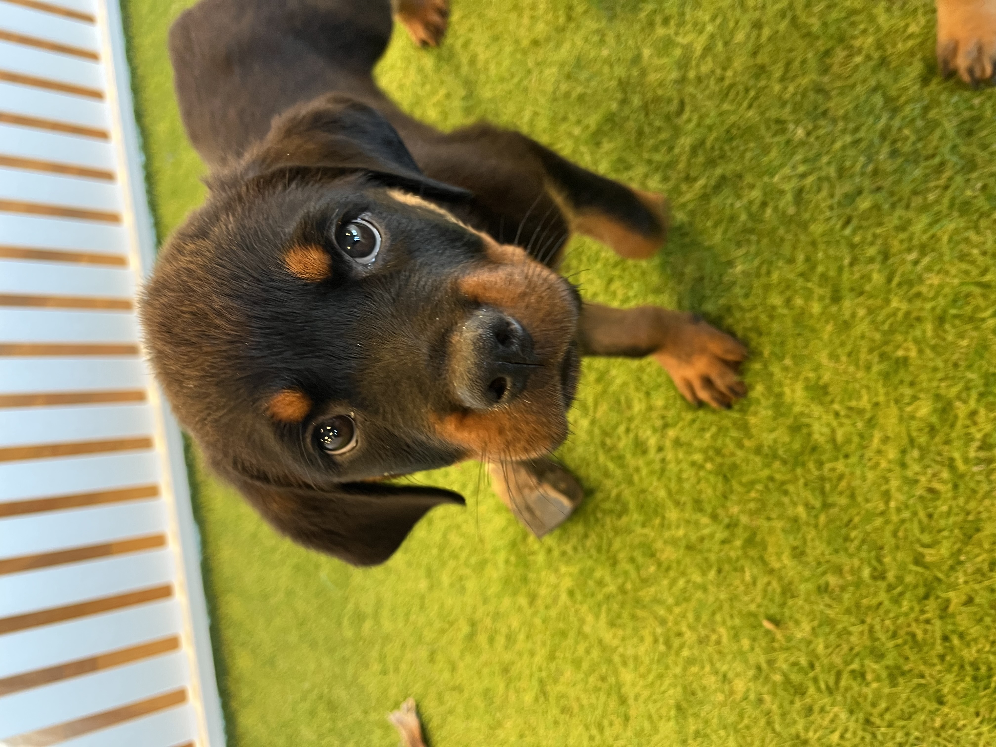 Tyson Image #2