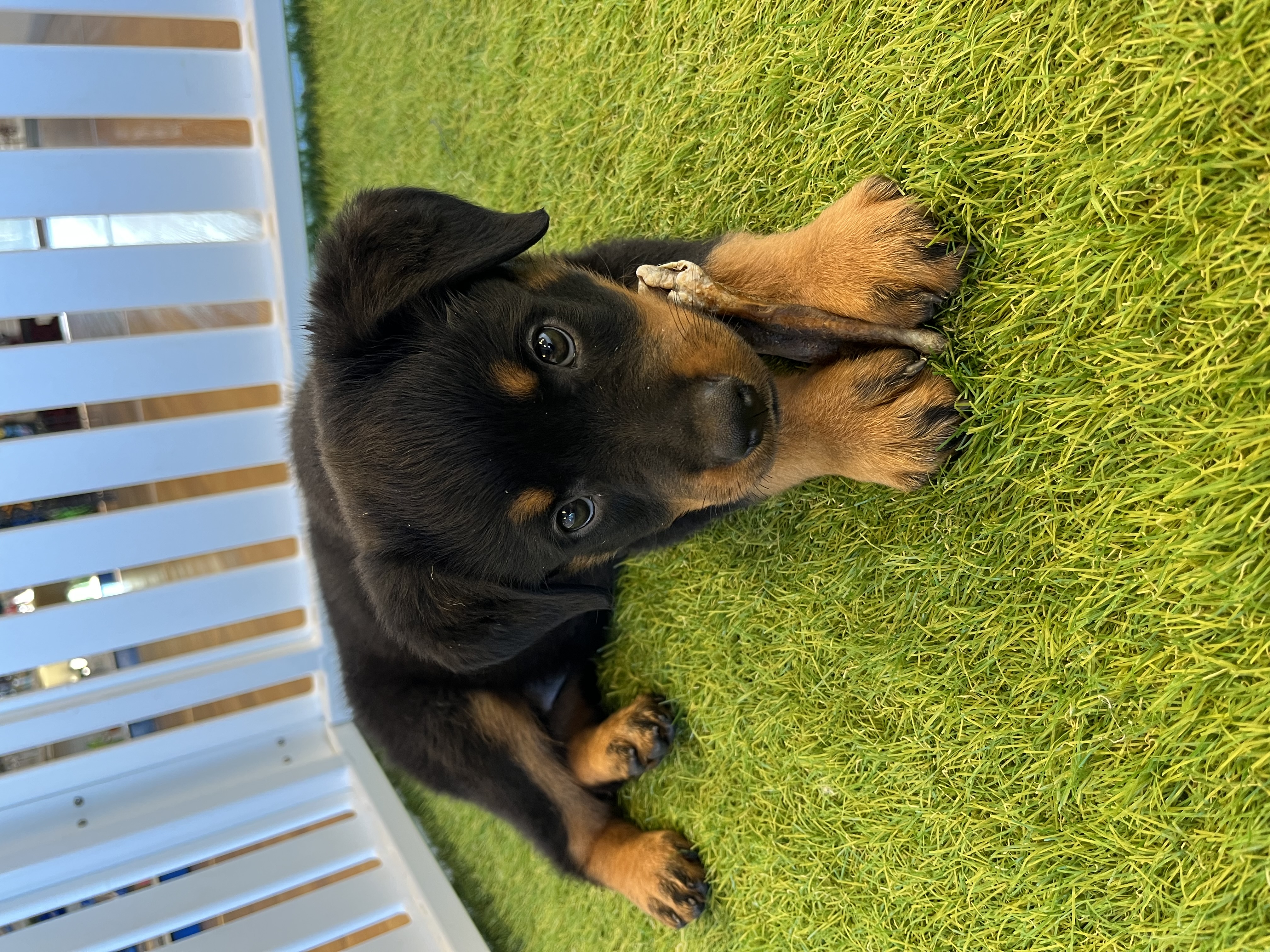 Xena Image #3