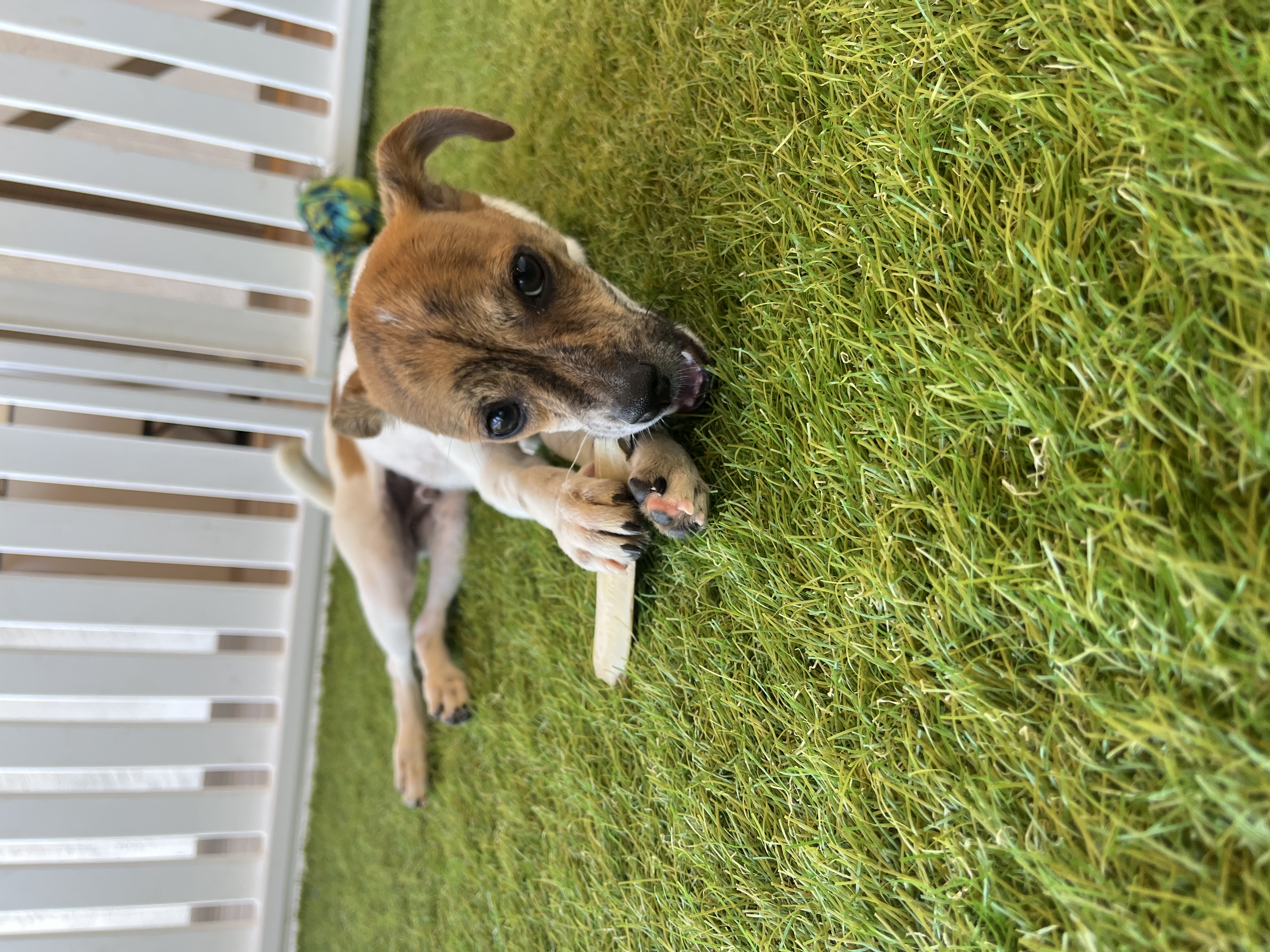Chico Image #5