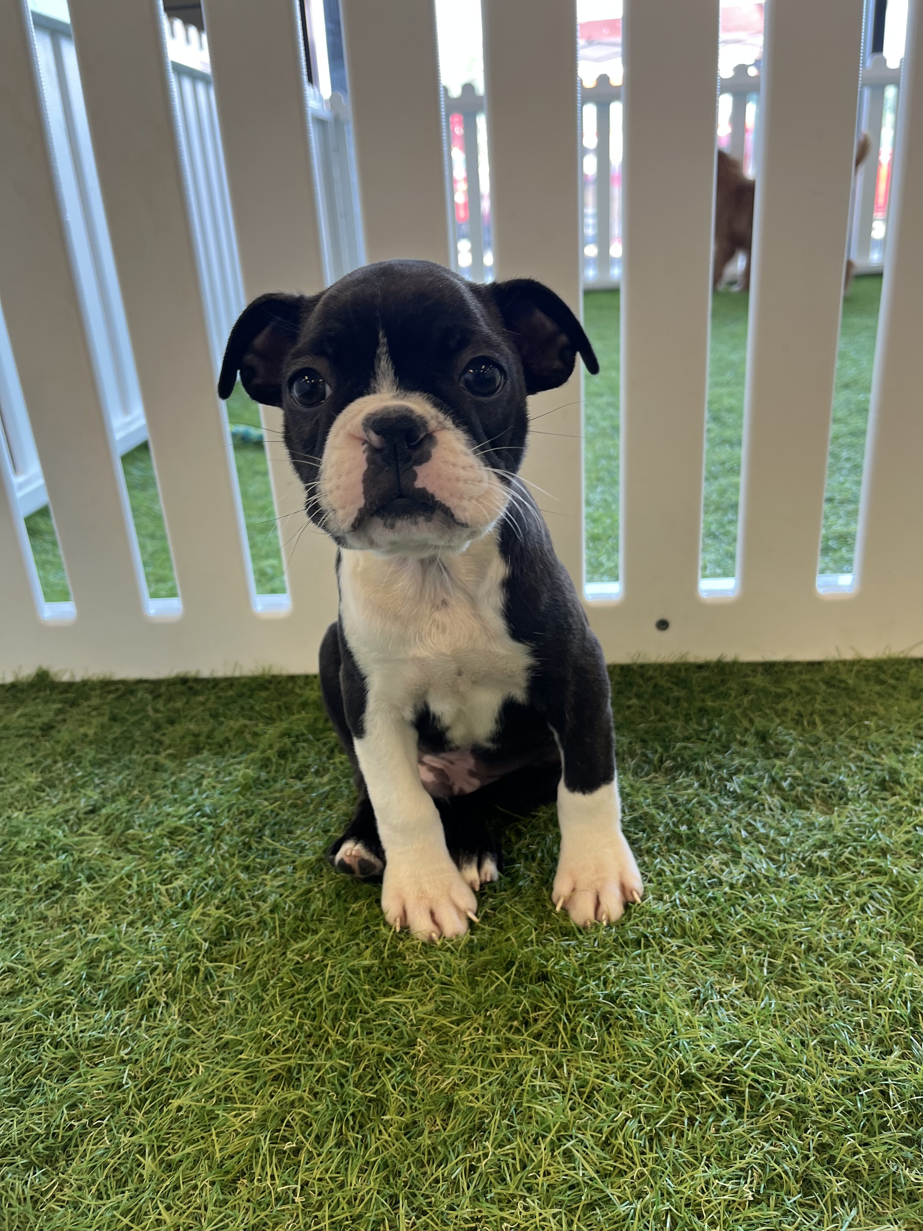 [#23418-01] - Brindle / White M Boston Terrier Puppies For Sale