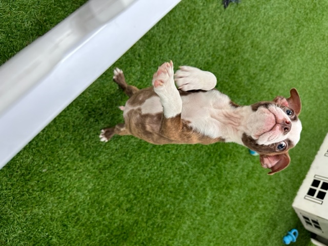Rhett Image #4