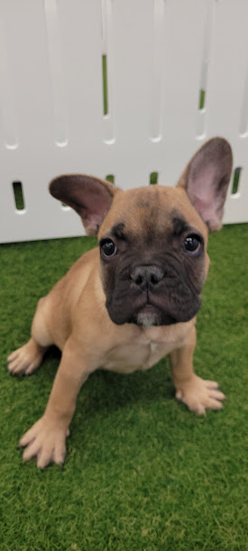 [#232107-01] - Fawn M French Bulldog Puppies For Sale