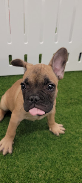 Winston Image #2