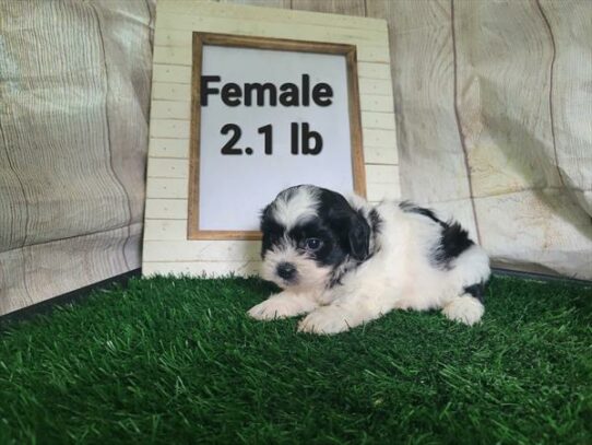 [#23491-02] - Black / White F Teddy Bear Puppies For Sale