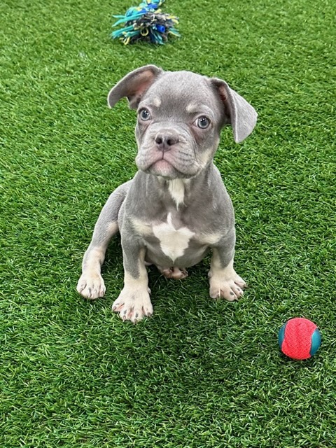 [#23493-01] - Blue M French Bulldog Puppies For Sale