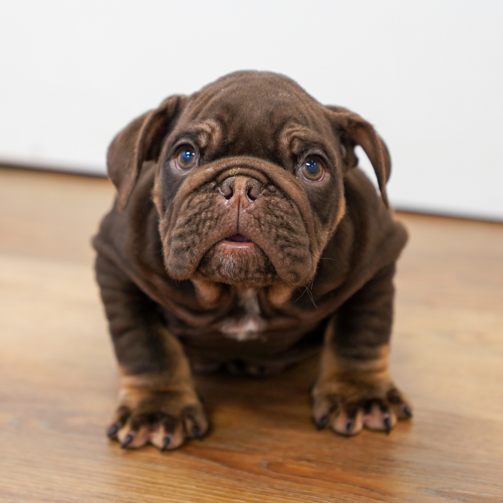 (Queen) Victoria English Bulldog Puppies For Sale Puppygram