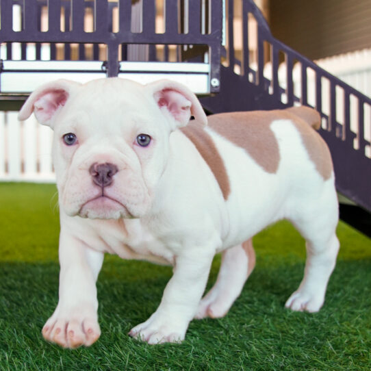 Victorian Bulldog Puppies For Sale Puppygram