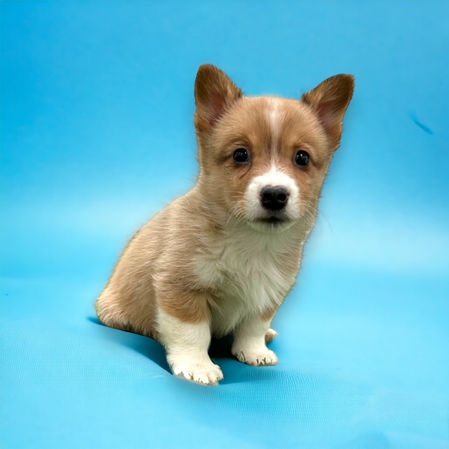 Katie Pembroke Welsh Puppies For Sale Puppygram