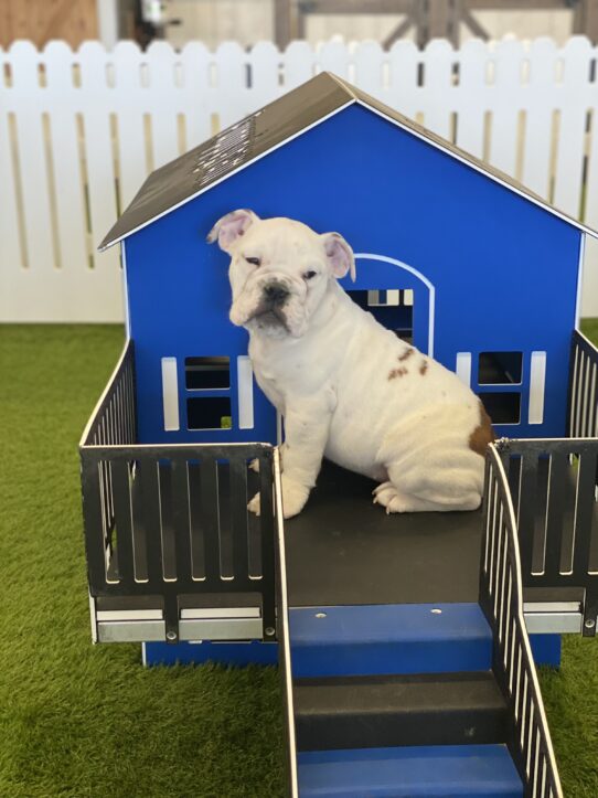 (Queen) Victoria English Bulldog Puppies For Sale Puppygram