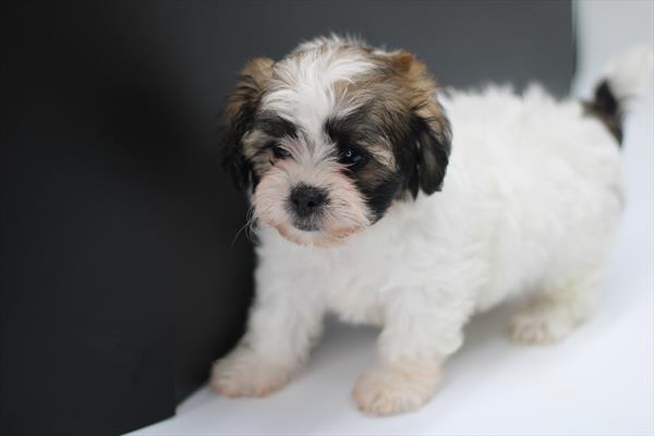 Teddy bear shu posidrive dog sales