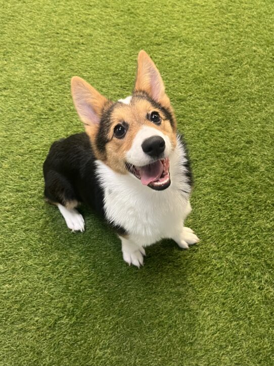 [#241645-07] Tri-Colored M Pembroke Welsh Corgi Puppies For Sale