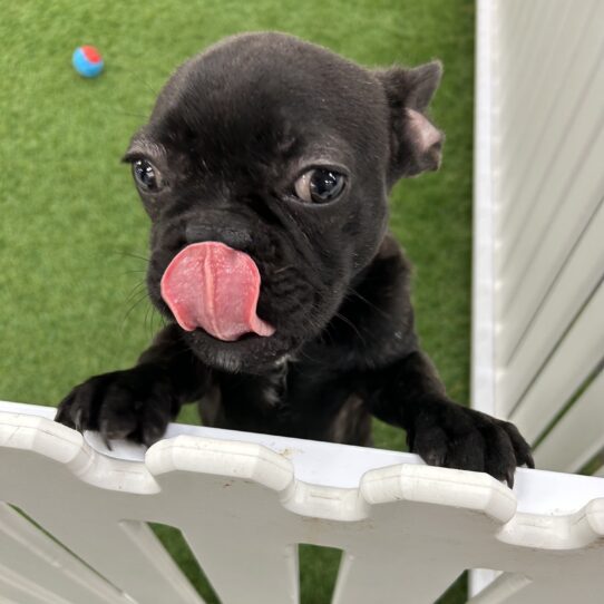 [#241743-06] Brindle F French Bulldog Puppies For Sale