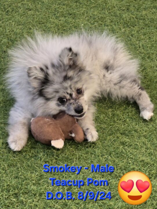 [#242243-02] Blue Merle M Pomeranian Puppies For Sale
