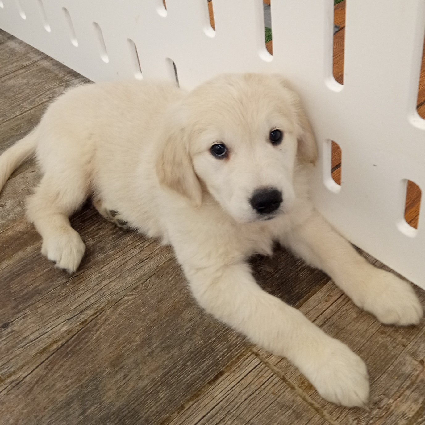 Deputy Image #2