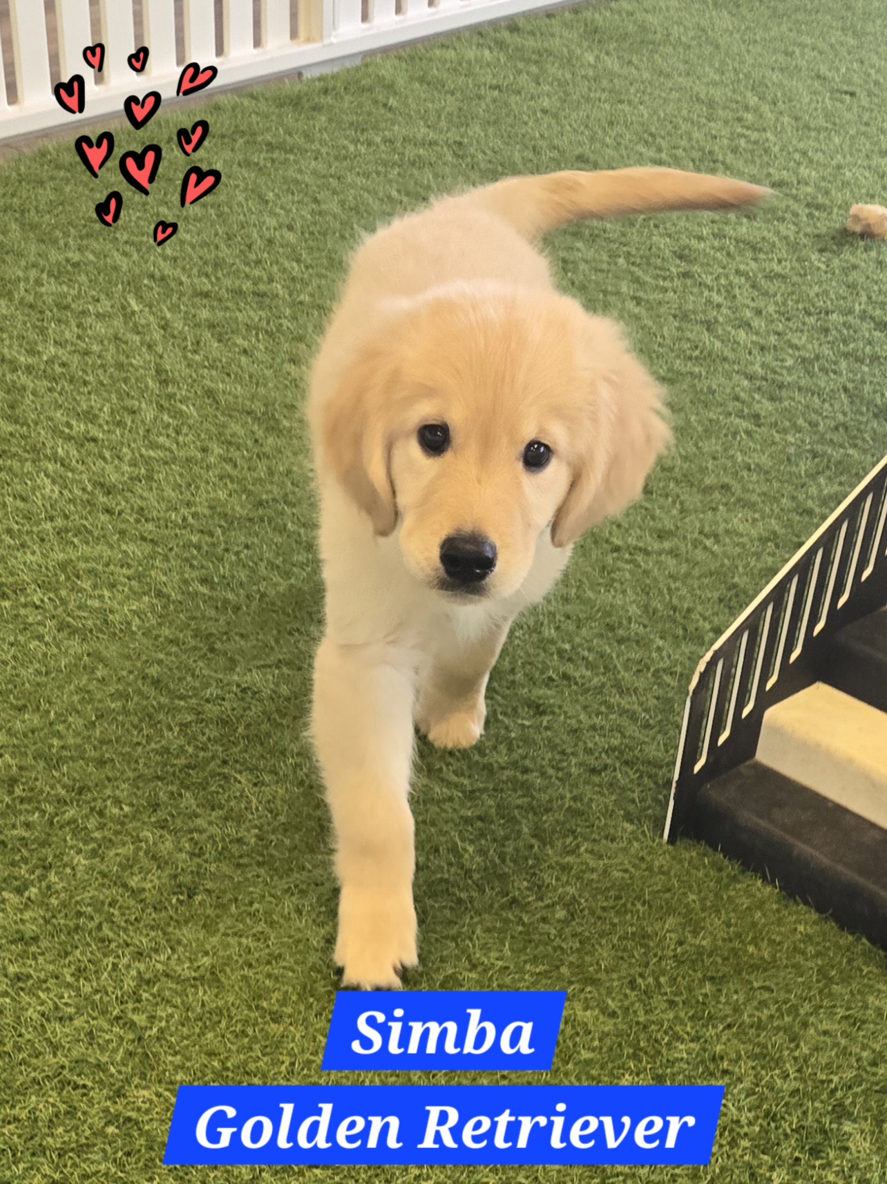Simba Image #1