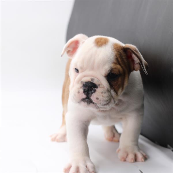 Porkchop Image #1