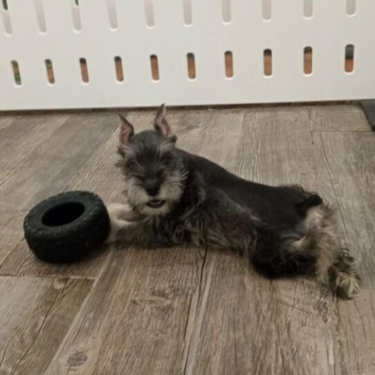 [#242762-02] Salt / Pepper M Miniature Schnauzer Puppies For Sale