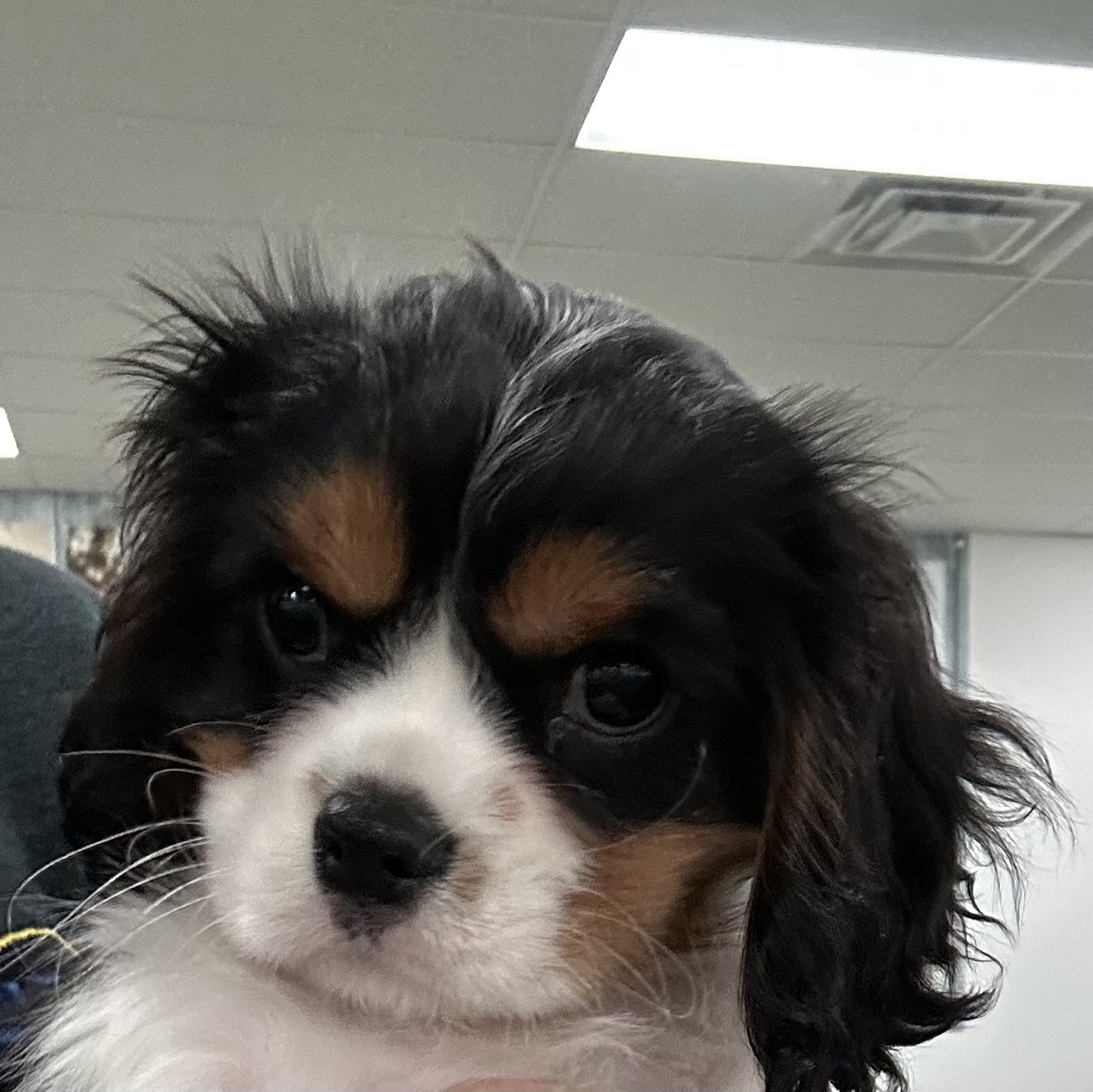 Charlie Image #1